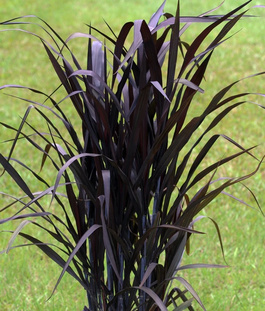Black First Knight Pennisetum Grass Live Plant - 3 Pack Ornamental Perennial, 4-5' Tall, Full Sun - Image 1