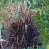 Black Fountain Grass Live Plant 3 Pack - Pennisetum rubrum Purple Ornamental Grass - Image 1