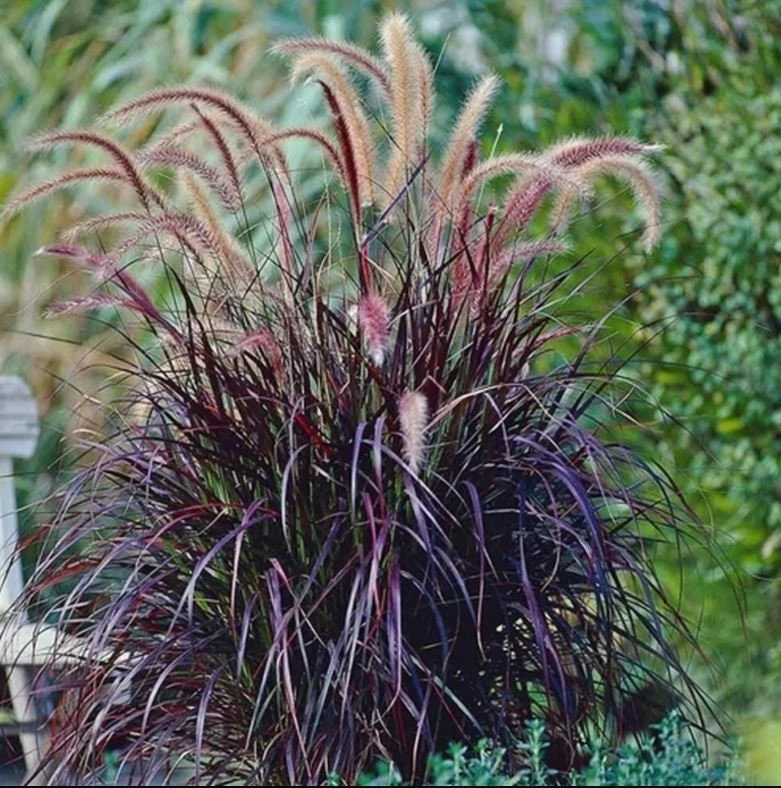 Black Fountain Grass Pennisetum rubrum Live Plant Ornamental Grass Perennial - Image 1