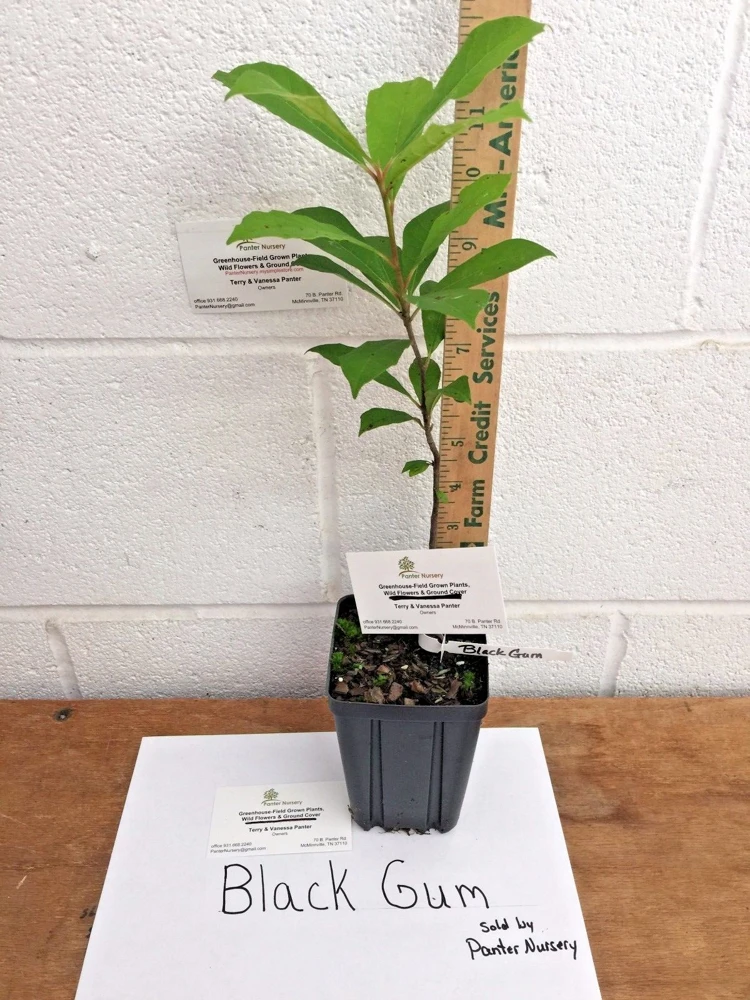 Black Gum Tree Live Plant – Nyssa sylvatica – Quart Pot – Outdoor Deciduous - Image 2
