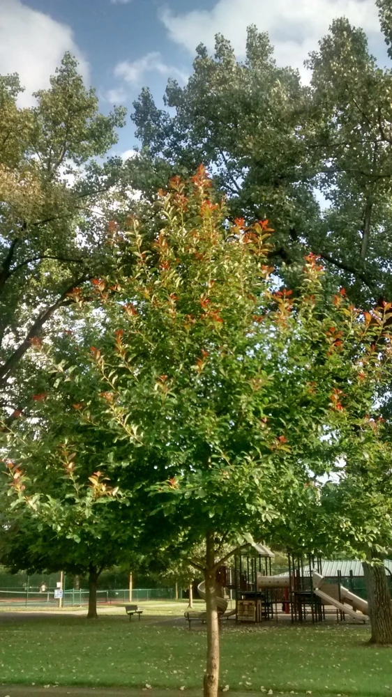Black Gum Tree Live Plant – Nyssa sylvatica – Quart Pot – Outdoor Deciduous - Image 4