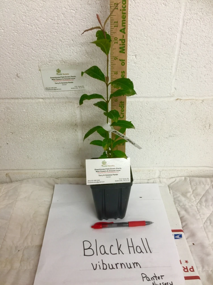 Black Haw Viburnum Live Plant - (Viburnum prunifolium) Native Shrub - Image 2