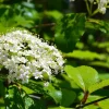 Black Haw Viburnum Live Plant - (Viburnum prunifolium) Native Shrub - Image 1