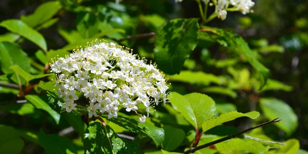 Black Haw Viburnum Live Plant - (Viburnum prunifolium) Native Shrub - Image 1
