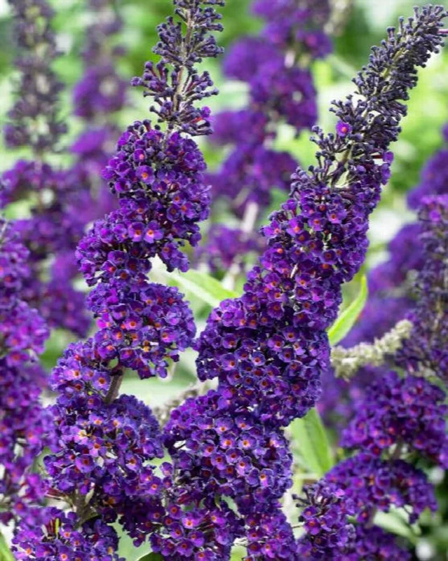 Black Knight Buddleia Live Plant - Dark Purple Butterfly Bush 4 inch Pot Outdoor Shrub - Image 2