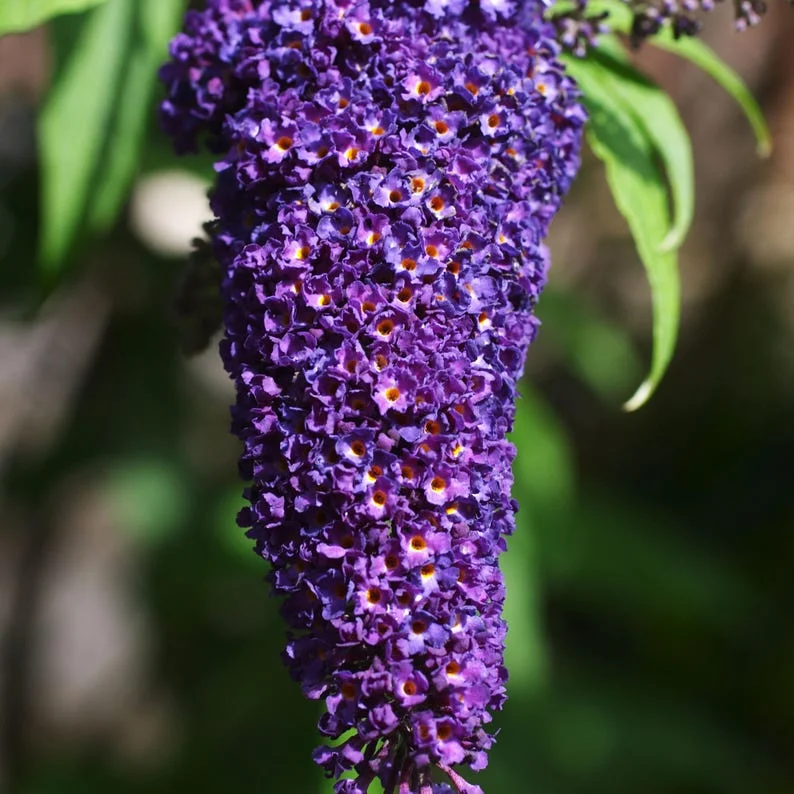 Black Knight Buddleia Live Plant - Dark Purple Butterfly Bush 4 inch Pot Outdoor Shrub - Image 1