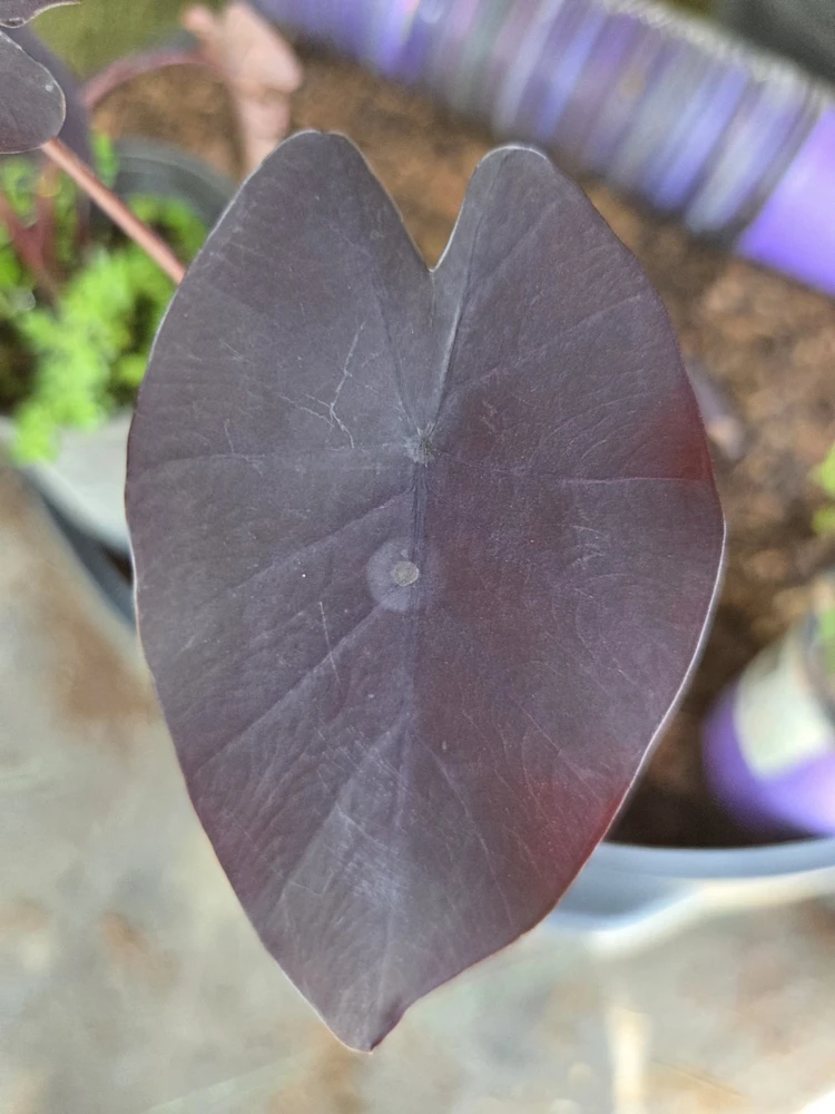 Black Magic Colocasia Live Plant 7-10" Tall in 4" Pot – Elephant Ear Indoor/Outdoor - Image 2