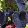Black Magic Colocasia Live Plant 7-10" Tall in 4" Pot – Elephant Ear Indoor/Outdoor - Image 1