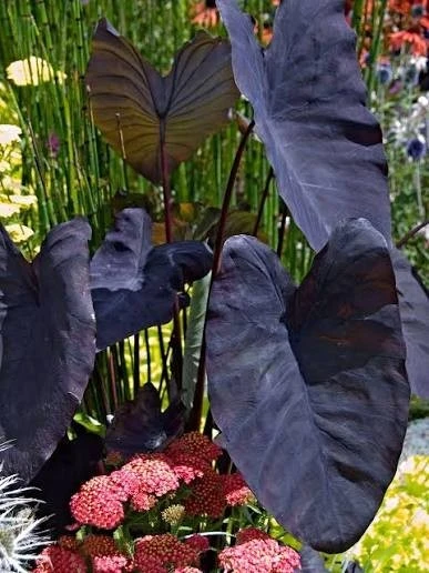 Black Magic Colocasia Live Plant 7-10" Tall in 4" Pot – Elephant Ear Indoor/Outdoor - Image 1