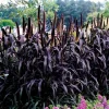 Black Majestic Fountain Grass Live Plant - Pennisetum - Starter Plant - Zones 9-11 - Image 1