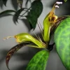 Black Pagoda Aeschynanthus Lipstick Plant - Zebra Vine Houseplant - Image 1