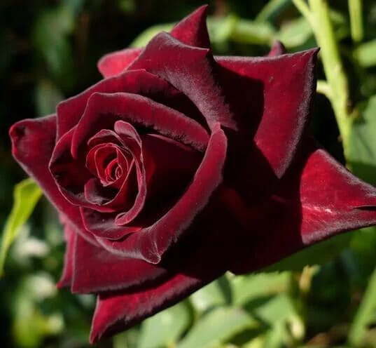 Black Pearl Rose Live Plant - Rare 4in Starter - Outdoor Shrub - Image 1