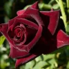Black Pearl Rose Live Plant - Rare Grafted Rose - 3-5 ft Tall - Outdoor - Image 1