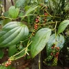 Black Pepper Live Plant - Piper nigrum in 10 inch Pot - Indoor/Outdoor Vine - Cannot ship to CA - Image 1