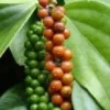 Black Pepper Live Plant (Piper nigrum) in 4" Pot - Edible Vine - Cannot ship to CA - Image 1