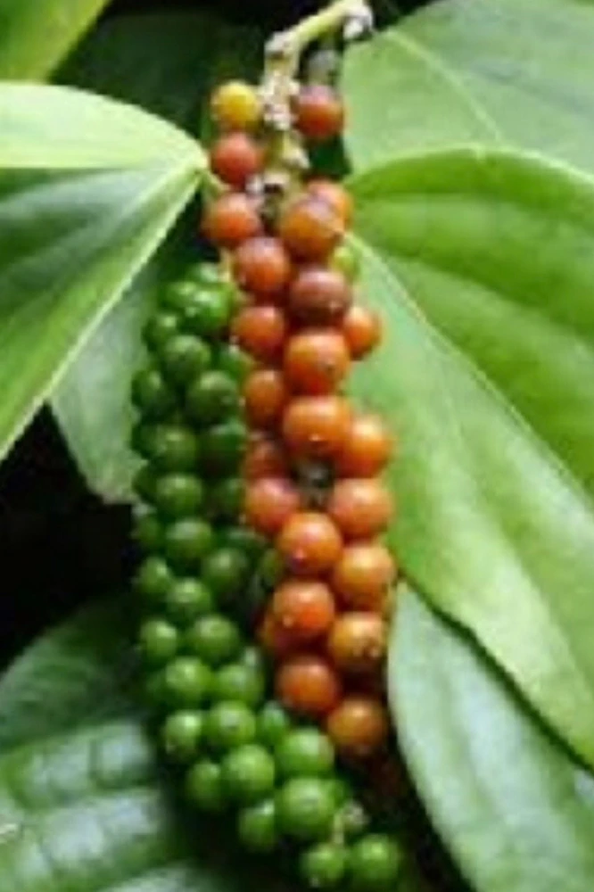 Black Pepper Live Plant (Piper nigrum) in 4" Pot - Edible Vine - Cannot ship to CA - Image 1