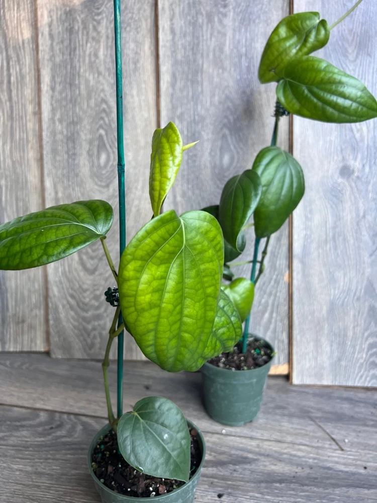 Black Pepper Live Plant (Piper nigrum) in 4" Pot - Edible Vine - Cannot ship to CA - Image 10
