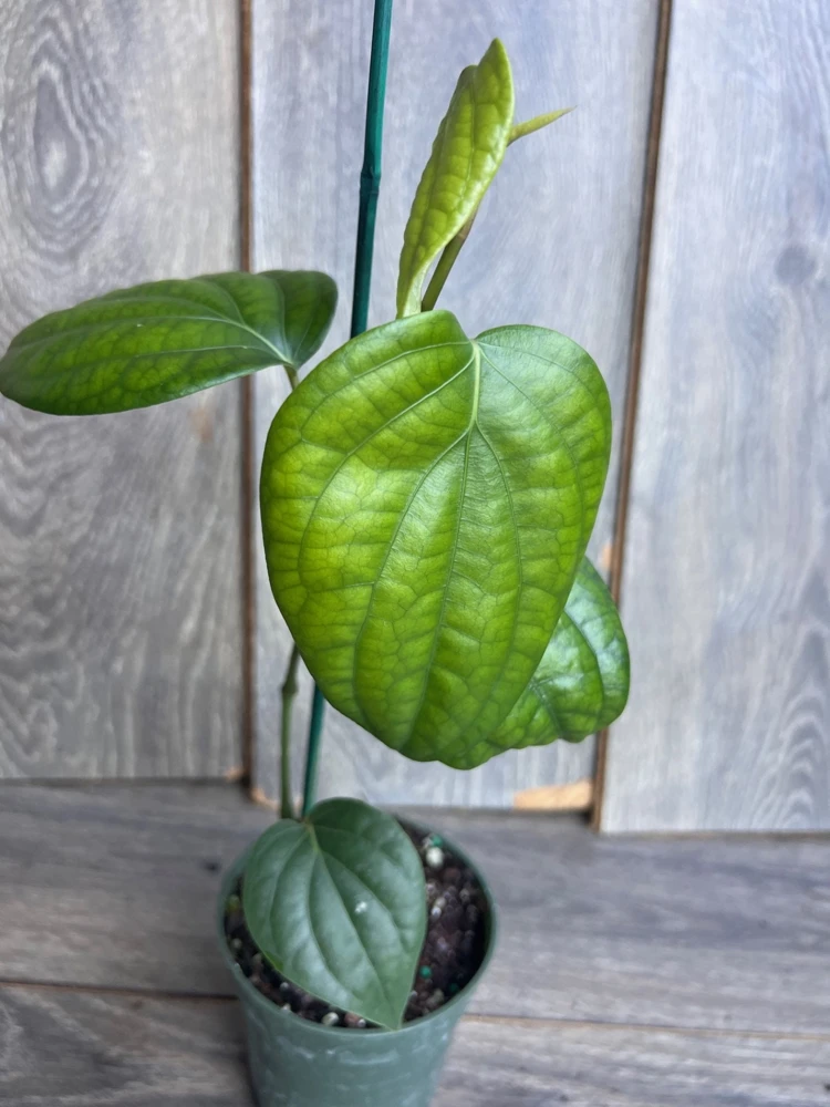 Black Pepper Live Plant (Piper nigrum) in 4" Pot - Edible Vine - Cannot ship to CA - Image 2