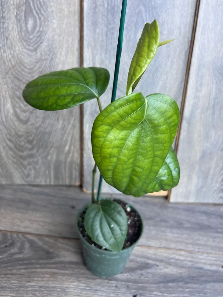 Black Pepper Live Plant (Piper nigrum) in 4" Pot - Edible Vine - Cannot ship to CA - Image 3