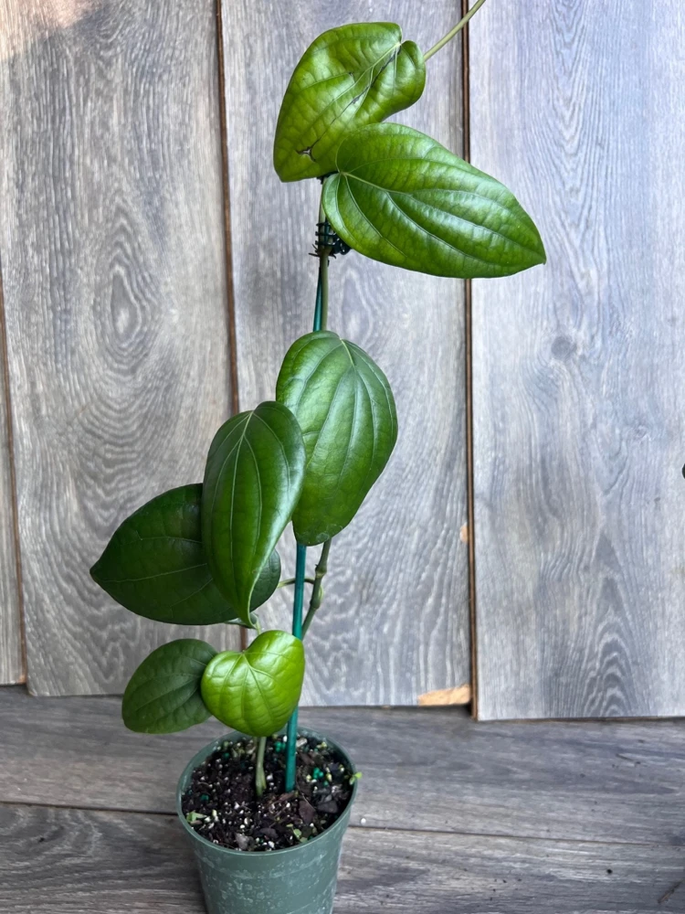 Black Pepper Live Plant (Piper nigrum) in 4" Pot - Edible Vine - Cannot ship to CA - Image 4