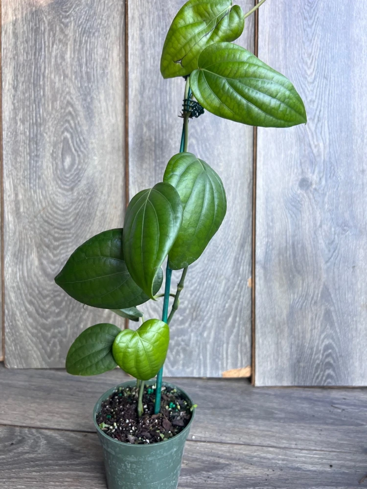 Black Pepper Live Plant (Piper nigrum) in 4" Pot - Edible Vine - Cannot ship to CA - Image 5