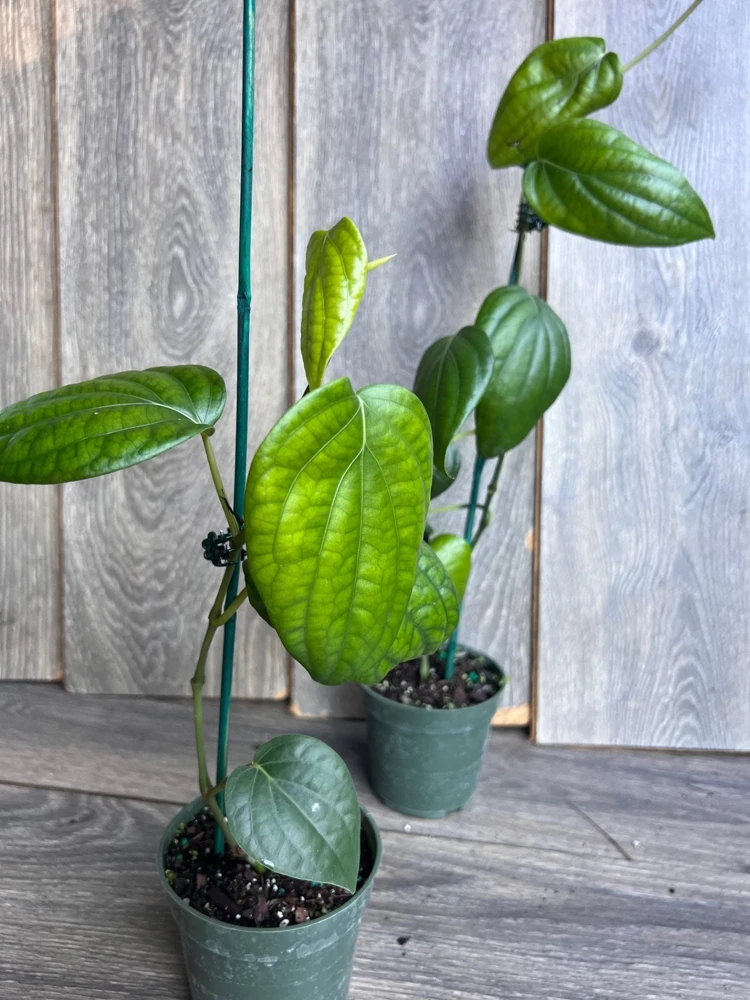 Black Pepper Live Plant (Piper nigrum) in 4" Pot - Edible Vine - Cannot ship to CA - Image 7