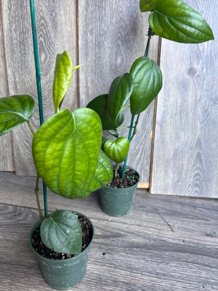 Black Pepper Live Plant (Piper nigrum) in 4" Pot - Edible Vine - Cannot ship to CA - Image 8