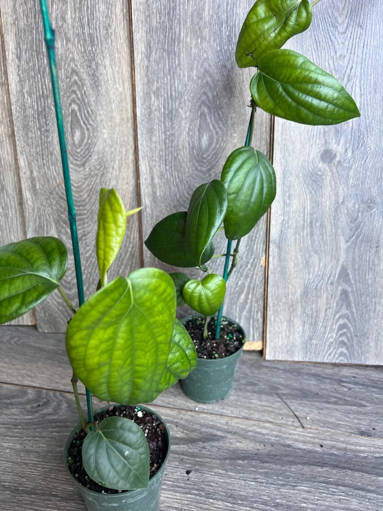 Black Pepper Live Plant (Piper nigrum) in 4" Pot - Edible Vine - Cannot ship to CA - Image 9