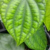Black Pepper Vine Live Plant - Piper Nigrum 4" Pot, Culinary Herb, Indoor/Outdoor - Image 1