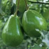 Black Princess Avocado Tree - Cold Hardy Grafted Live Plant in 3 Gallon Pot - Cannot ship to CA - Image 1