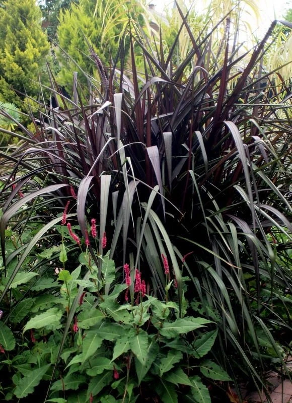 Black Princess Caroline Grass Live Plant - Pennisetum purpureum Starter - Image 3