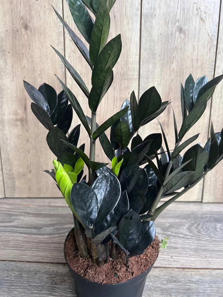 Black Raven ZZ Plant – Live Zamioculcas zamiifolia raven – 5.5 inch Pot – Indoor - Cannot ship to CA - Image 2