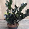 Black Raven ZZ Plant – Live Zamioculcas zamiifolia raven – 5.5 inch Pot – Indoor - Cannot ship to CA - Image 1