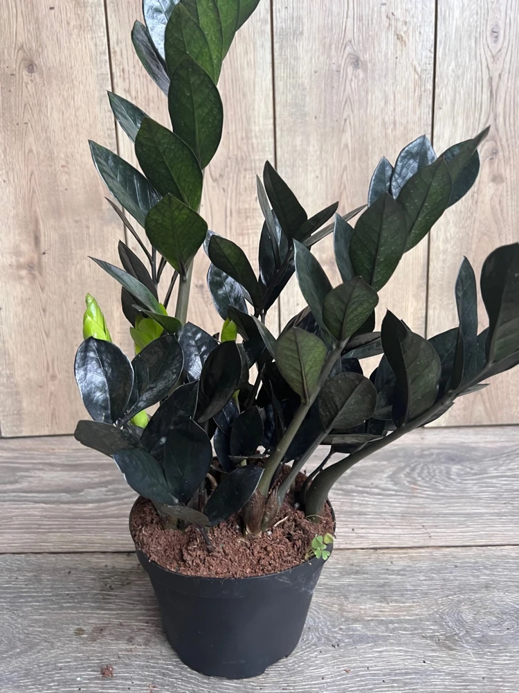 Black Raven ZZ Plant – Live Zamioculcas zamiifolia raven – 5.5 inch Pot – Indoor - Cannot ship to CA - Image 1
