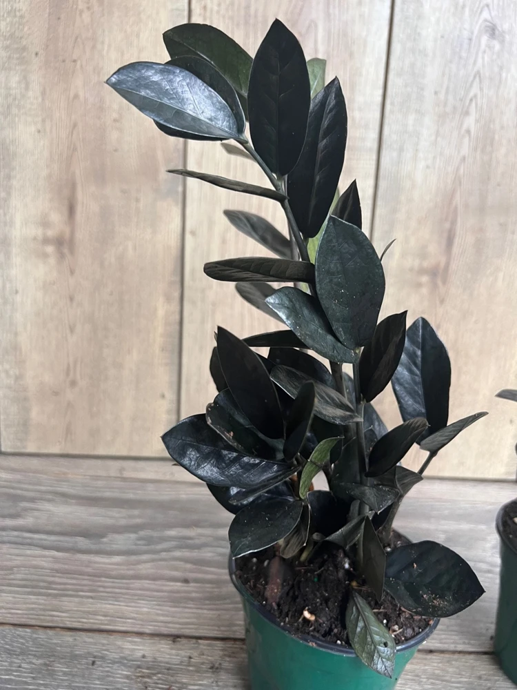 Black Raven ZZ Plant – Zamioculcas zamiifolia Raven – Live Plant – 4 inch Pot – Indoor - Cannot ship to CA - Image 2