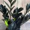Black Raven ZZ Plant – Zamioculcas zamiifolia Raven – Live Plant – 4 inch Pot – Indoor - Cannot ship to CA - Image 1