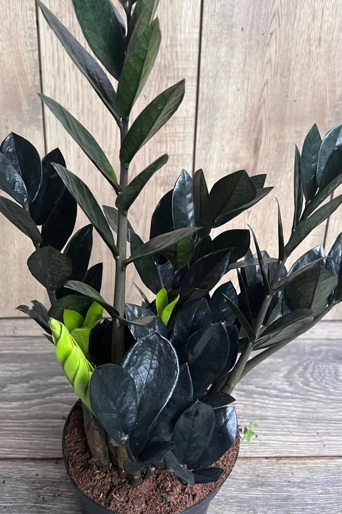 Black Raven ZZ Plant – Zamioculcas zamiifolia Raven – Live Plant – 4 inch Pot – Indoor - Cannot ship to CA - Image 1