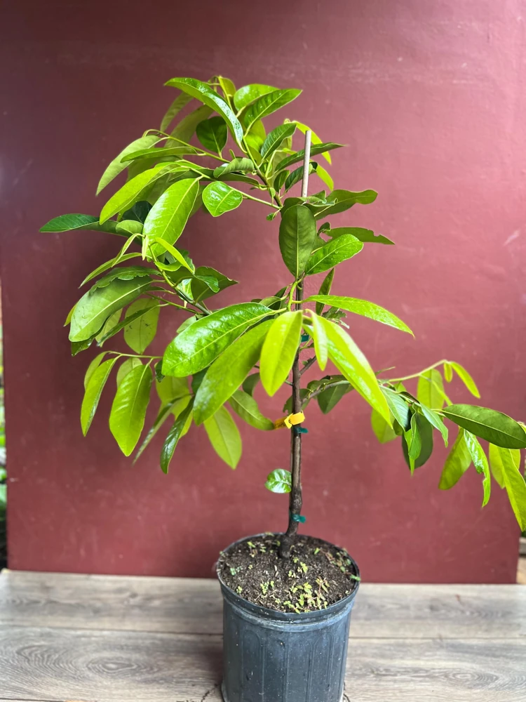 Black Sapote Reineke Live Plant - Grafted "Chocolate Pudding" Fruit Tree, 3 Gallon Pot - Cannot ship to CA - Image 2