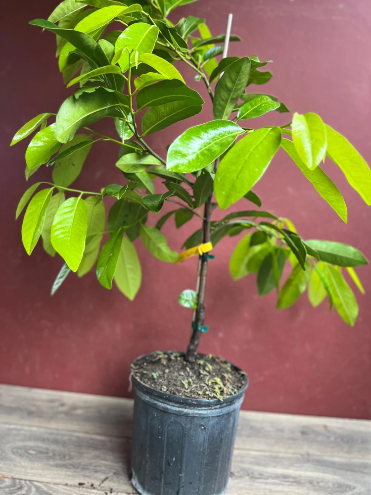 Black Sapote Reineke Live Plant - Grafted "Chocolate Pudding" Fruit Tree, 3 Gallon Pot - Cannot ship to CA - Image 3