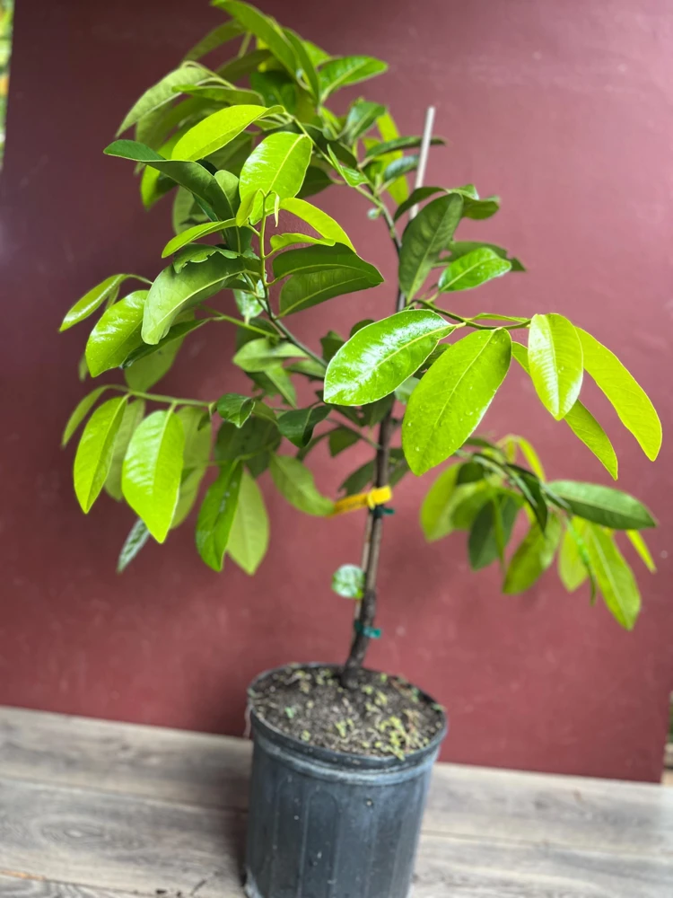 Black Sapote Reineke Live Plant - Grafted "Chocolate Pudding" Fruit Tree, 3 Gallon Pot - Cannot ship to CA - Image 4