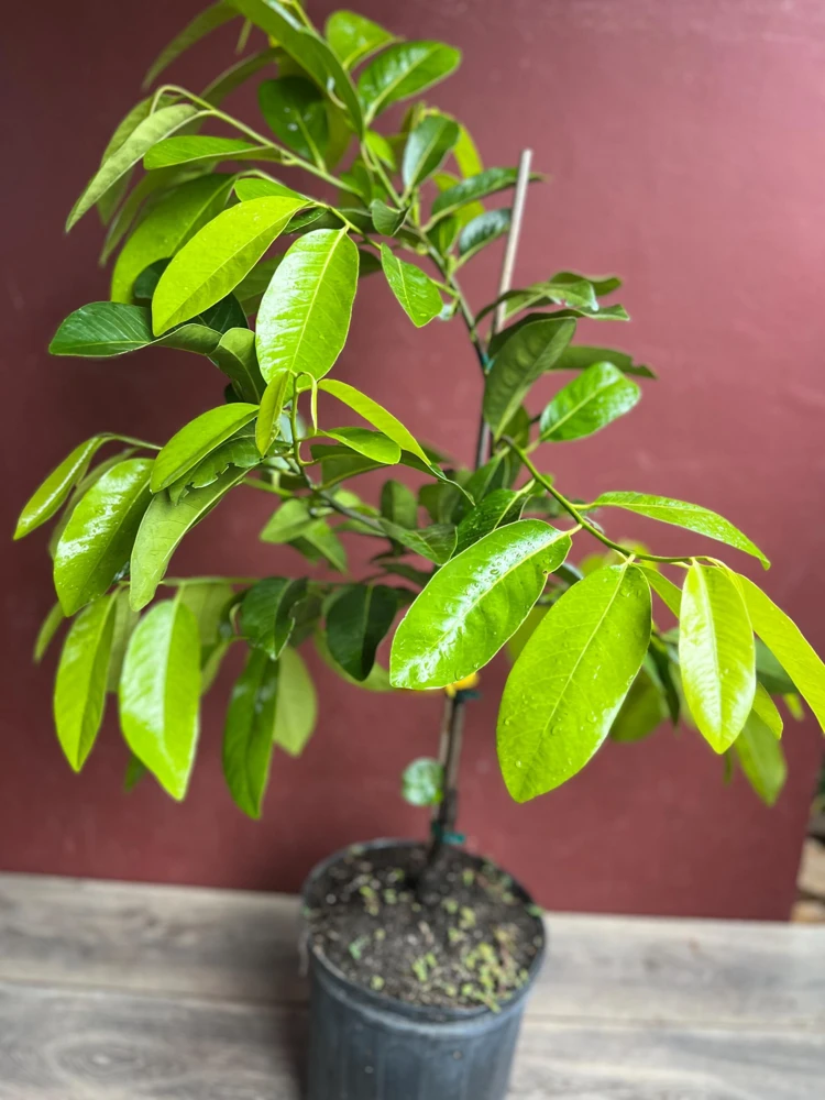 Black Sapote Reineke Live Plant - Grafted "Chocolate Pudding" Fruit Tree, 3 Gallon Pot - Cannot ship to CA - Image 5