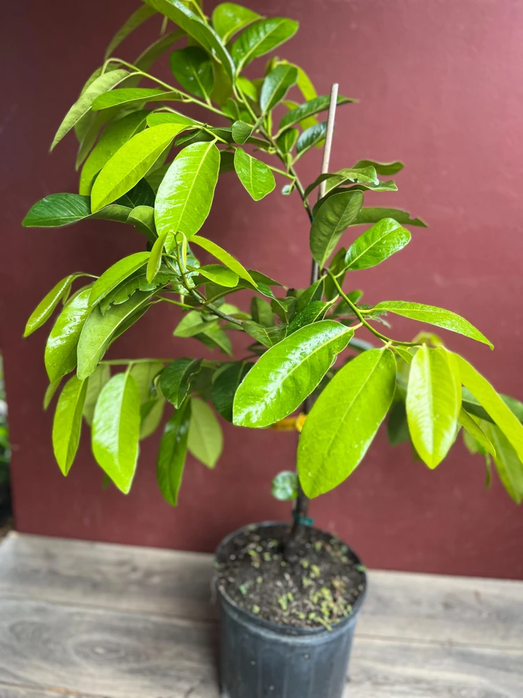 Black Sapote Reineke Live Plant - Grafted "Chocolate Pudding" Fruit Tree, 3 Gallon Pot - Cannot ship to CA - Image 6