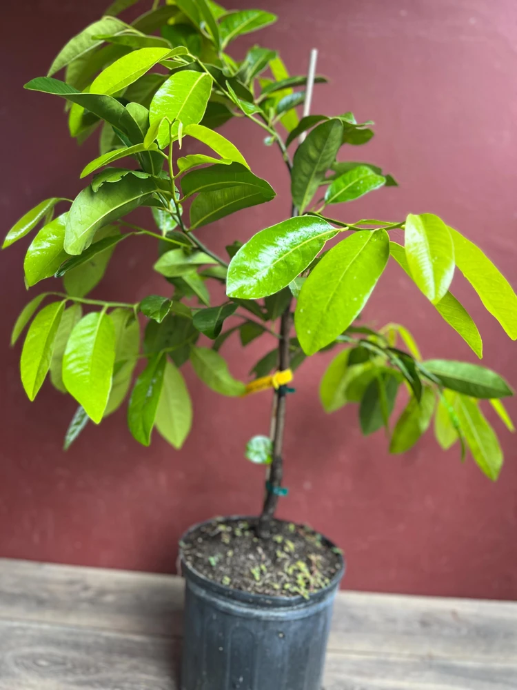 Black Sapote Reineke Live Plant - Grafted "Chocolate Pudding" Fruit Tree, 3 Gallon Pot - Cannot ship to CA - Image 7