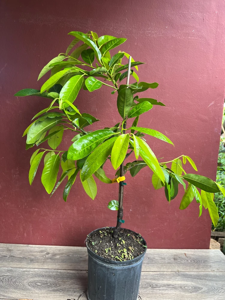 Black Sapote Reineke Live Plant - Grafted "Chocolate Pudding" Fruit Tree, 3 Gallon Pot - Cannot ship to CA - Image 8