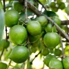 Black Sapote Reineke Live Plant - Grafted "Chocolate Pudding" Fruit Tree, 3 Gallon Pot - Cannot ship to CA - Image 1