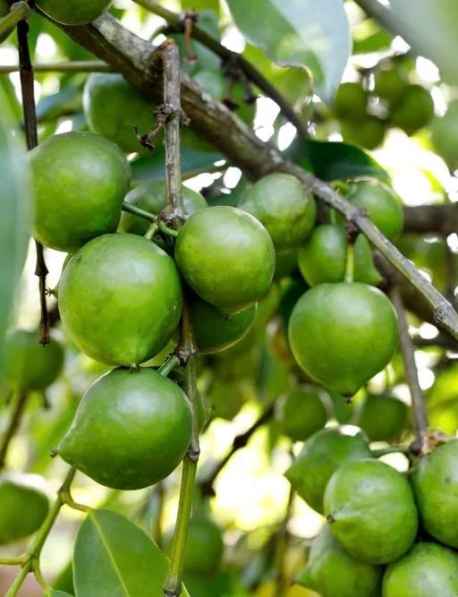 Black Sapote Reineke Live Plant - Grafted "Chocolate Pudding" Fruit Tree, 3 Gallon Pot - Cannot ship to CA - Image 1