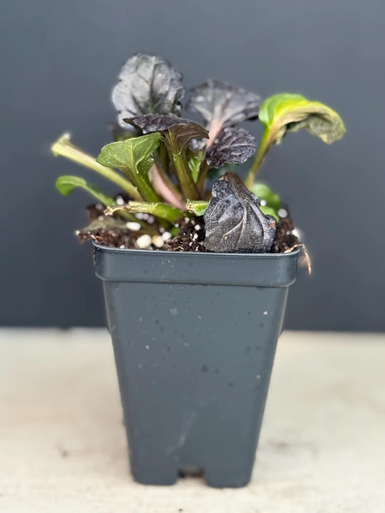 Black Scallops Ajuga Live Plant - Dark Purple Ground Cover with Blue Flowers, Starter Plant - Image 2