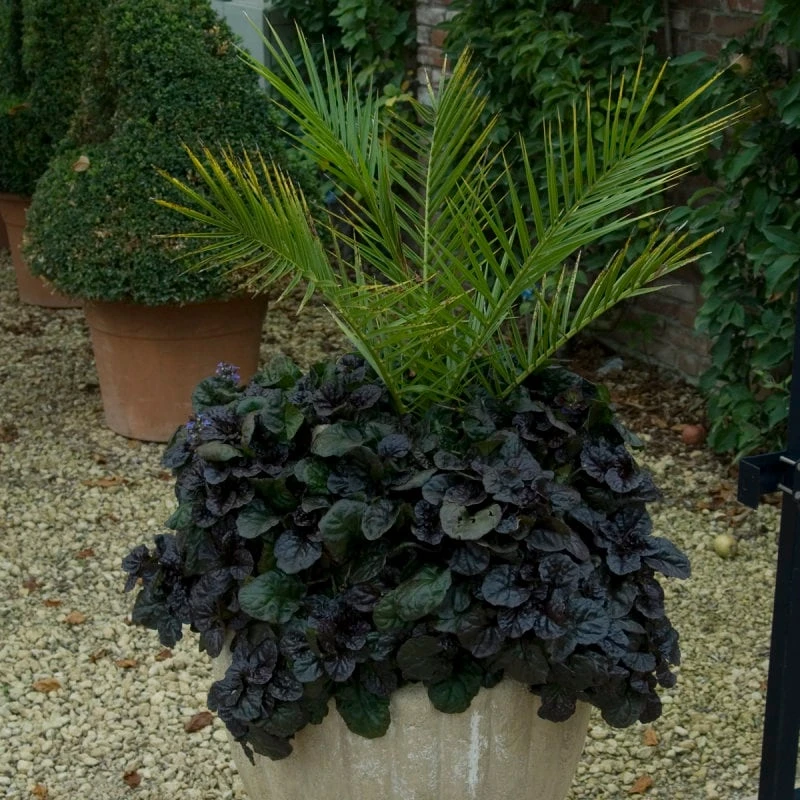 Black Scallops Ajuga Live Plant - Dark Purple Ground Cover with Blue Flowers, Starter Plant - Image 1