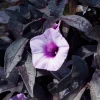 Black Sweet Potato Vine Live Plant - Dark Purple Ornamental Foliage - Zones 9-11 - Image 1