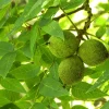 Black Walnut Tree Live Plant, Juglans Nigra, 4 inch Pot, Outdoor - Image 1